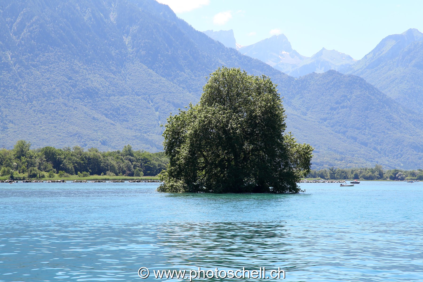 L'ile de l'arbre au bout du lac Léman