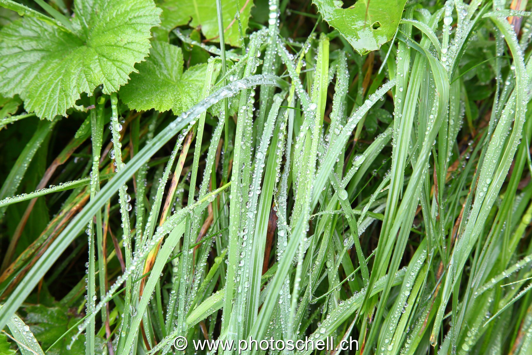 Brins d'herbes mouillés