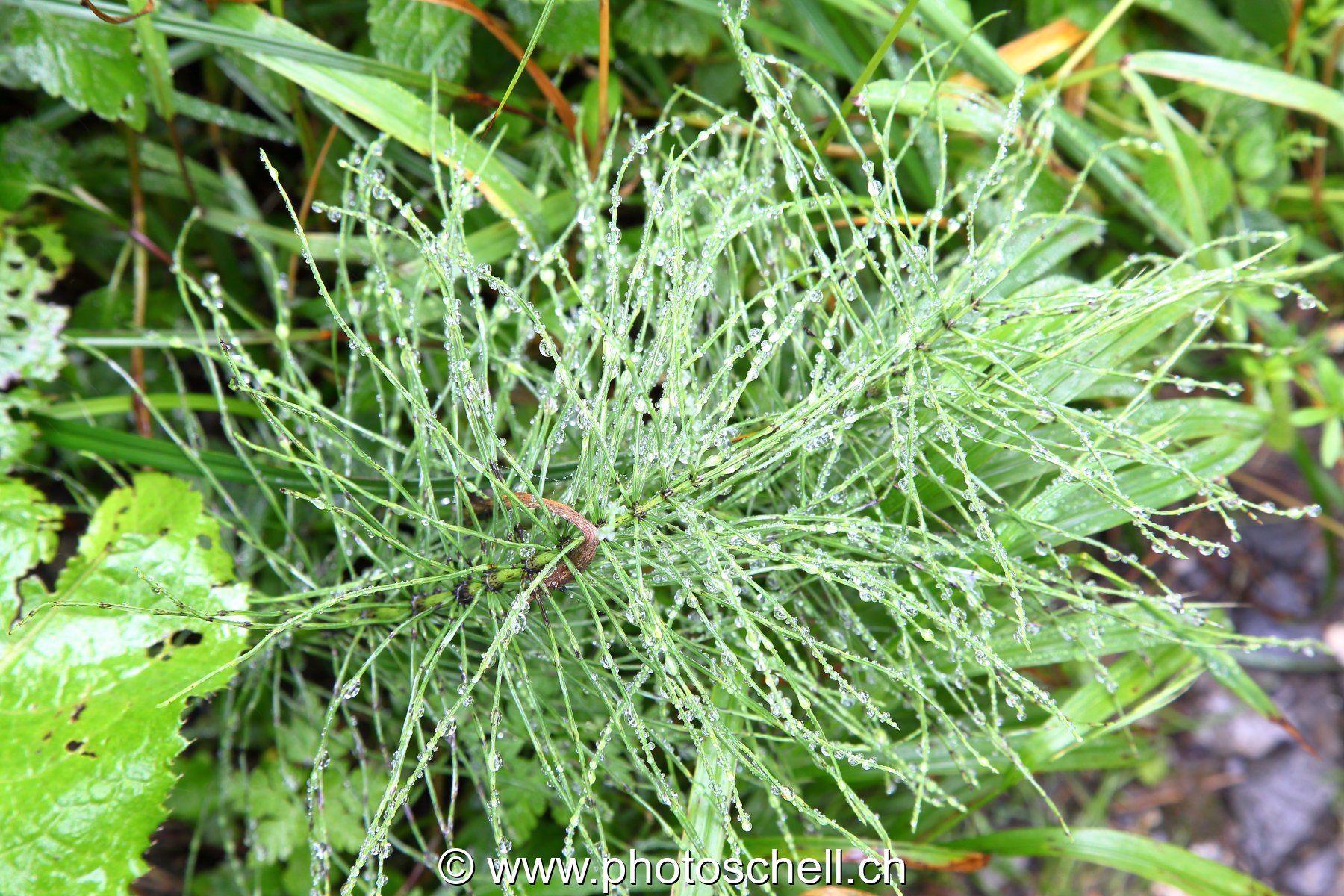 Brins d'herbes mouillés