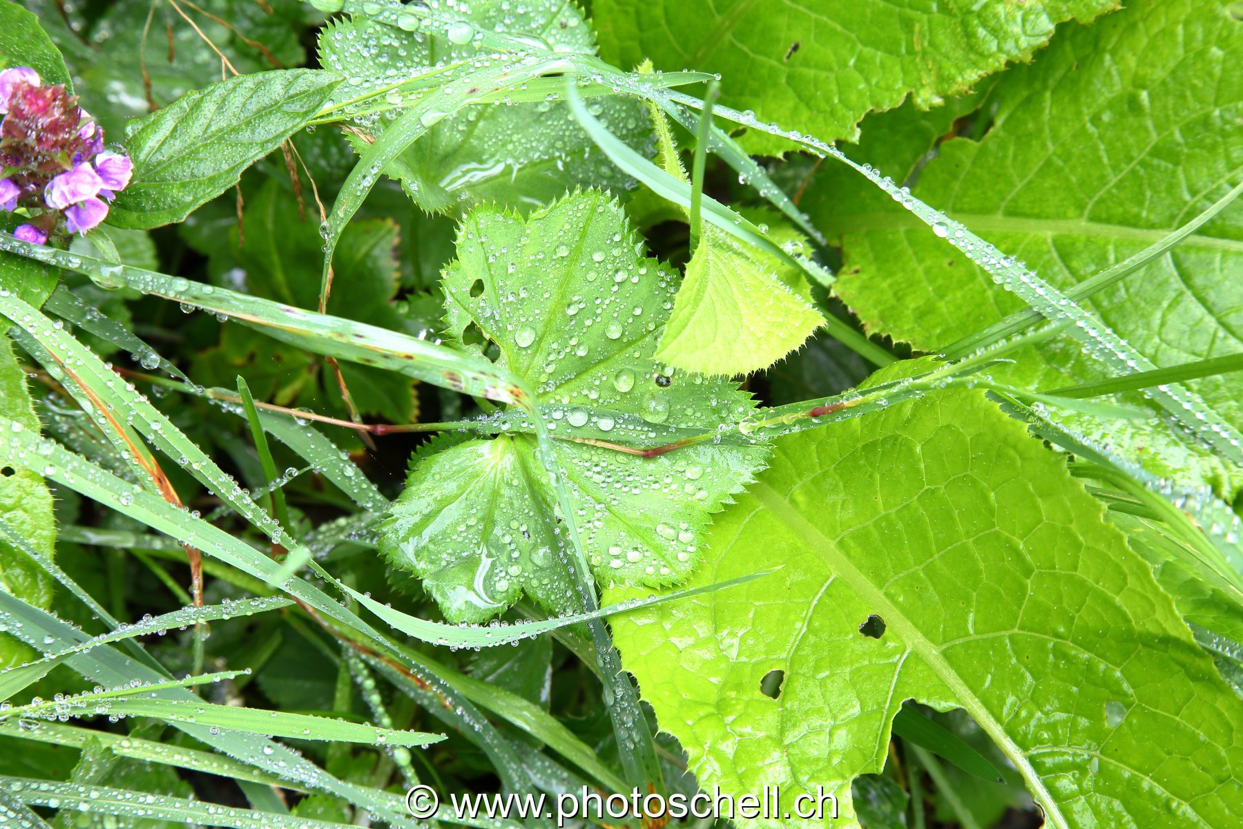Brins d'herbes mouillés