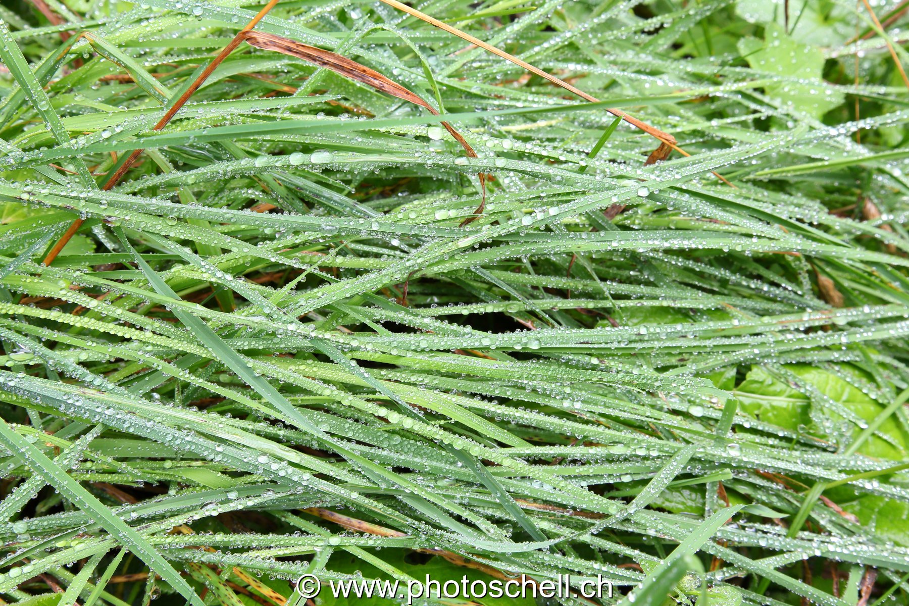 Brins d'herbes mouillés