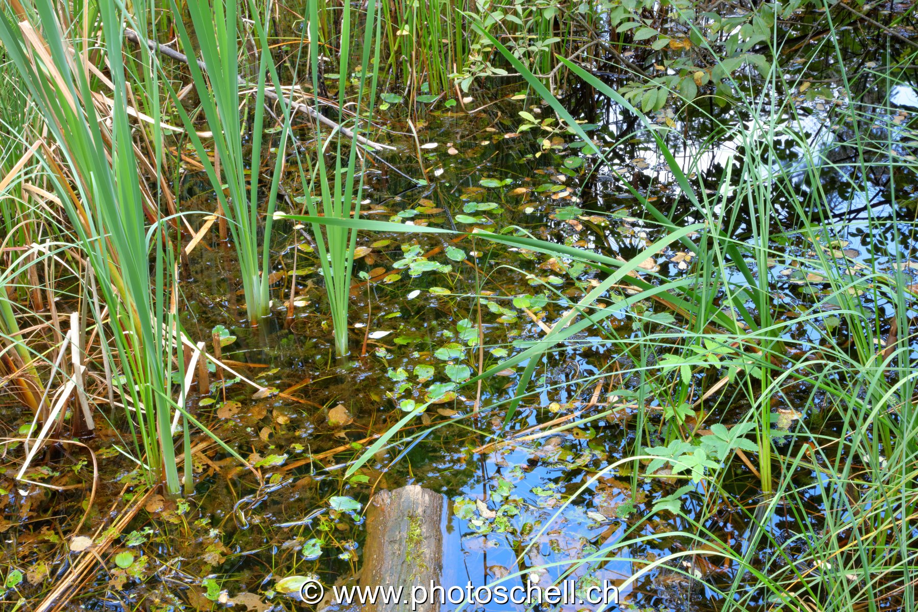 Reflets aux tourbières de Marsens
