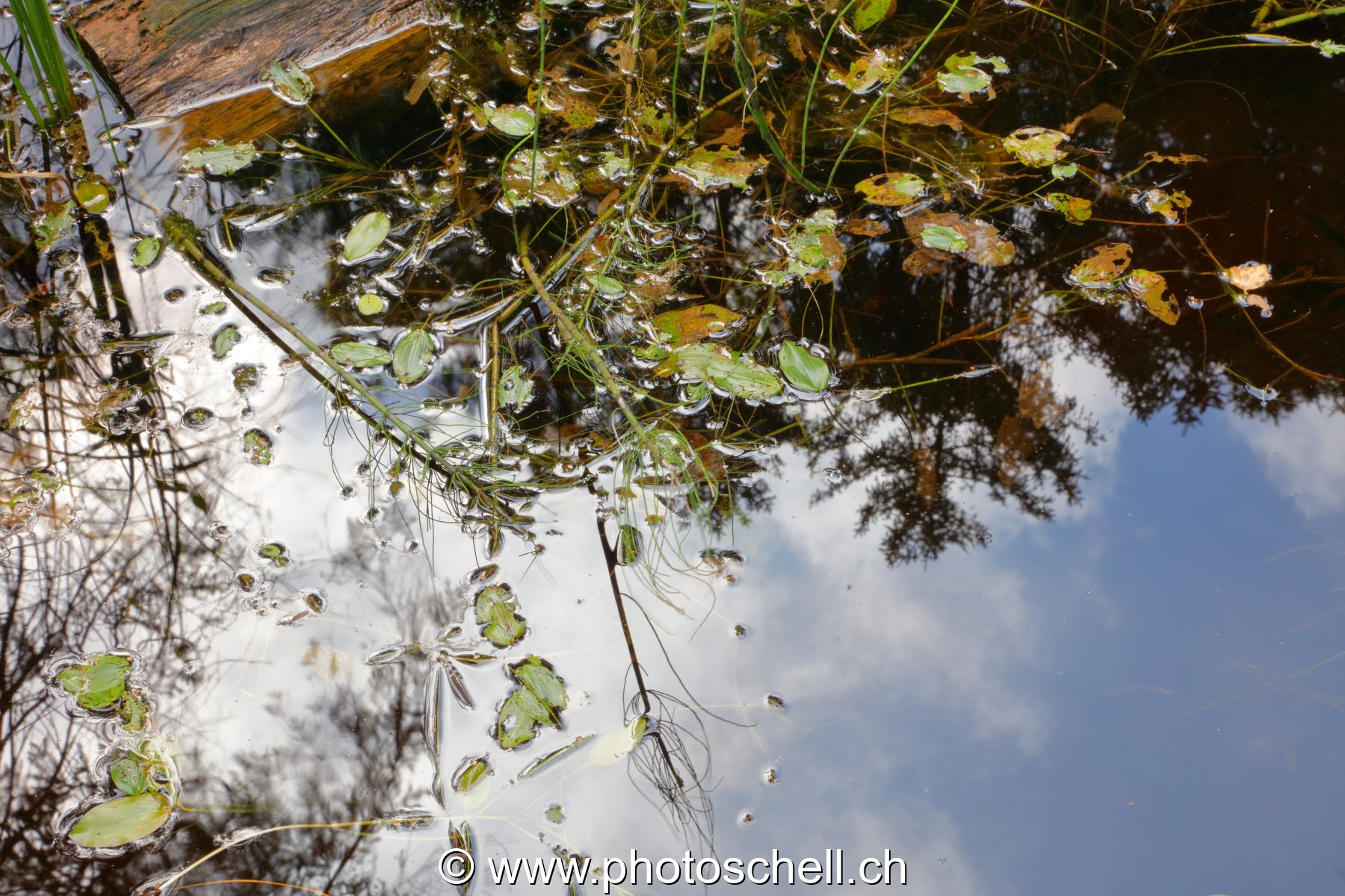 Reflets aux tourbières de Marsens