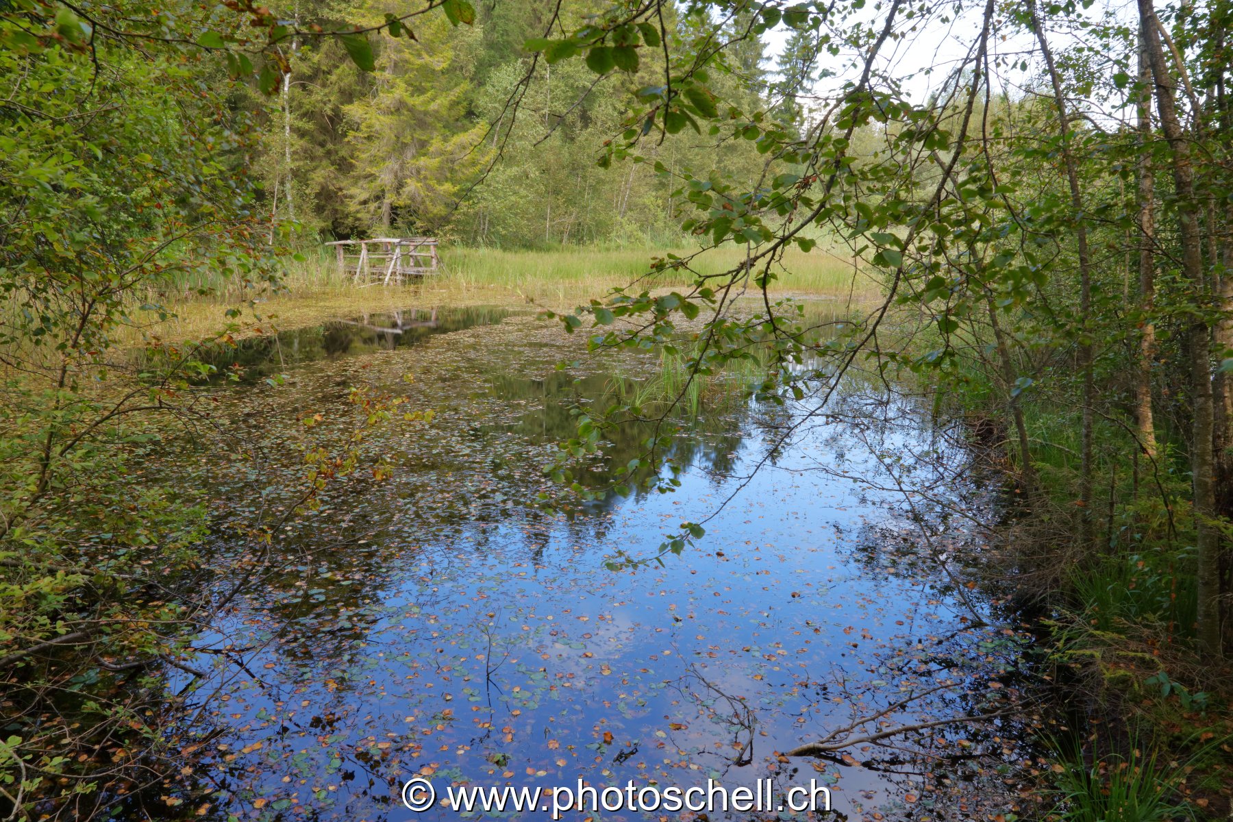 Feuilles d'automne sur l'eau