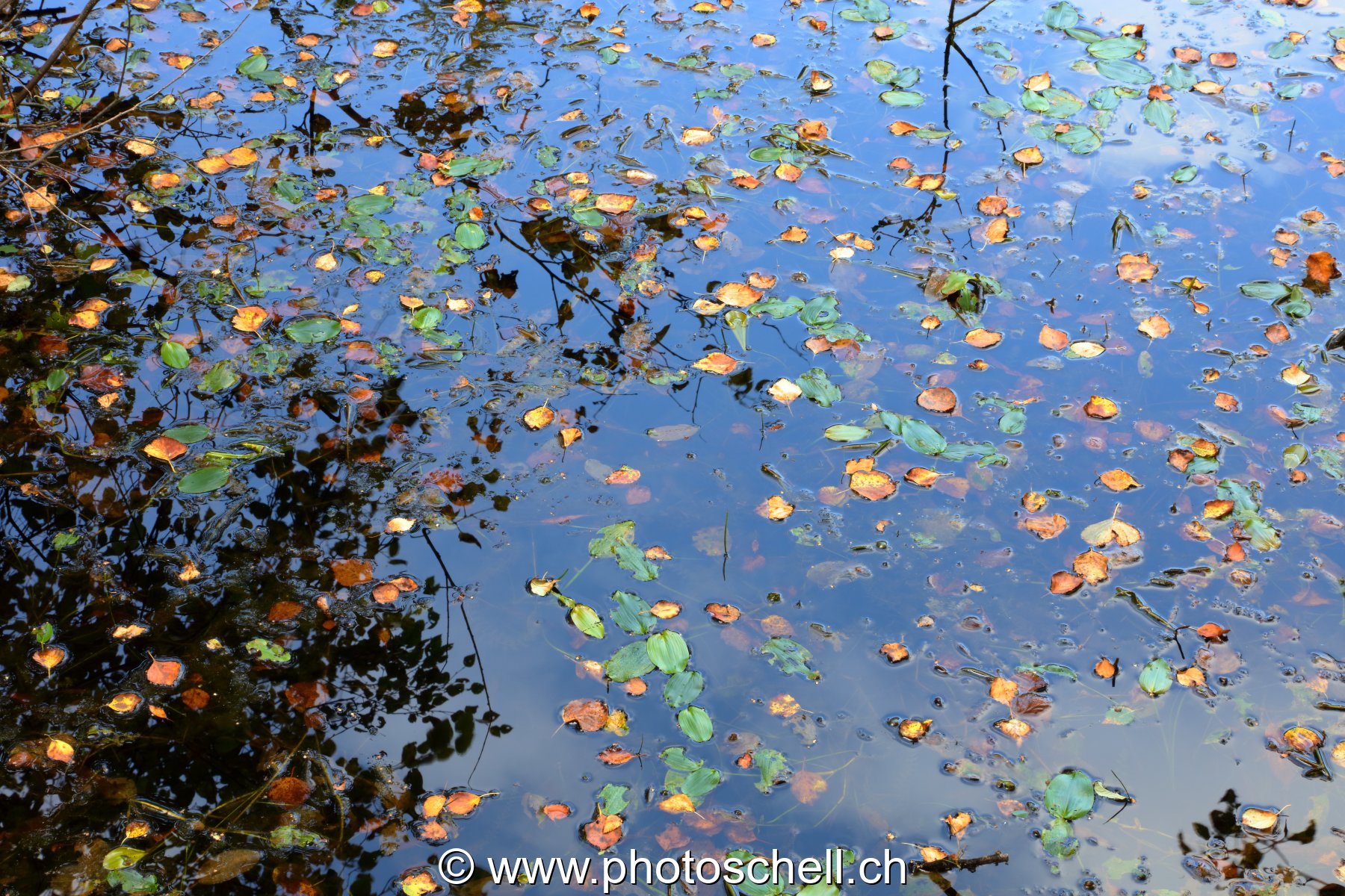 Feuilles d'automne sur l'eau