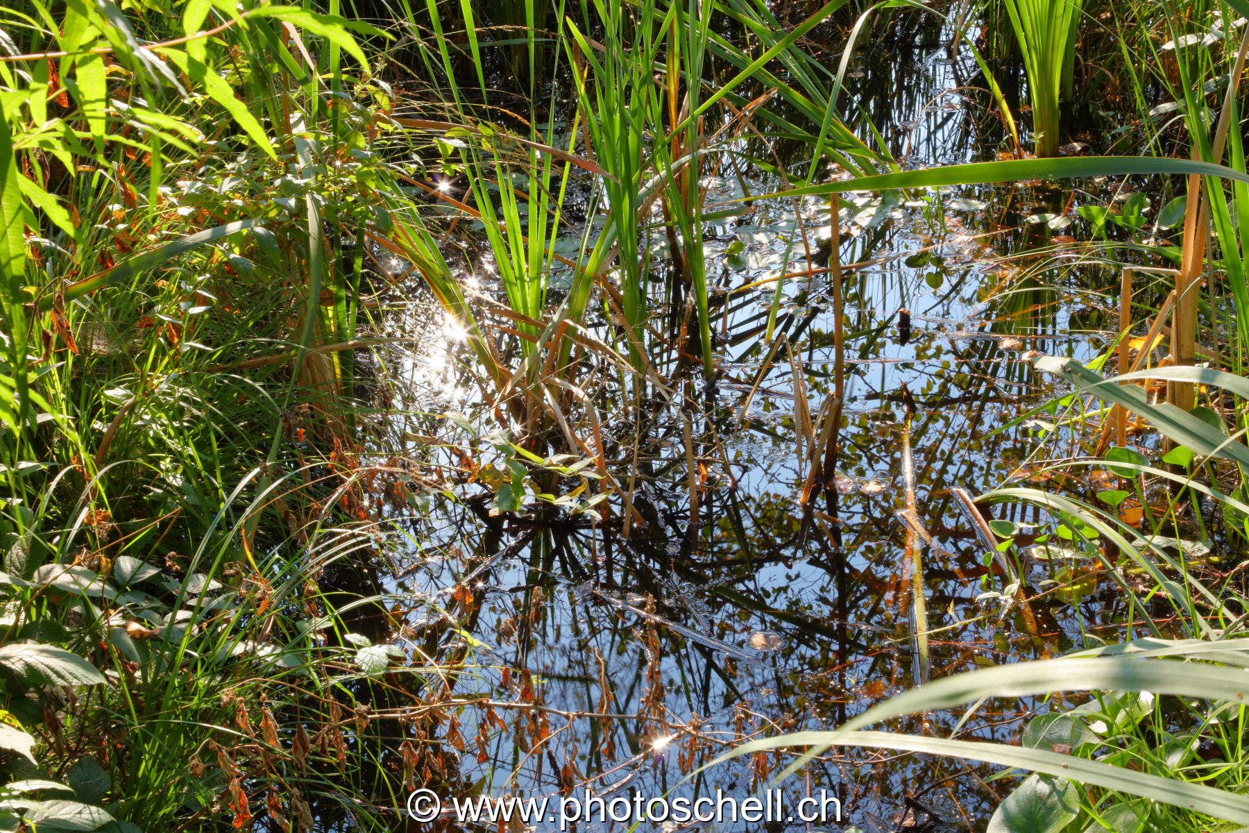 Herbes poussant sous l'eau