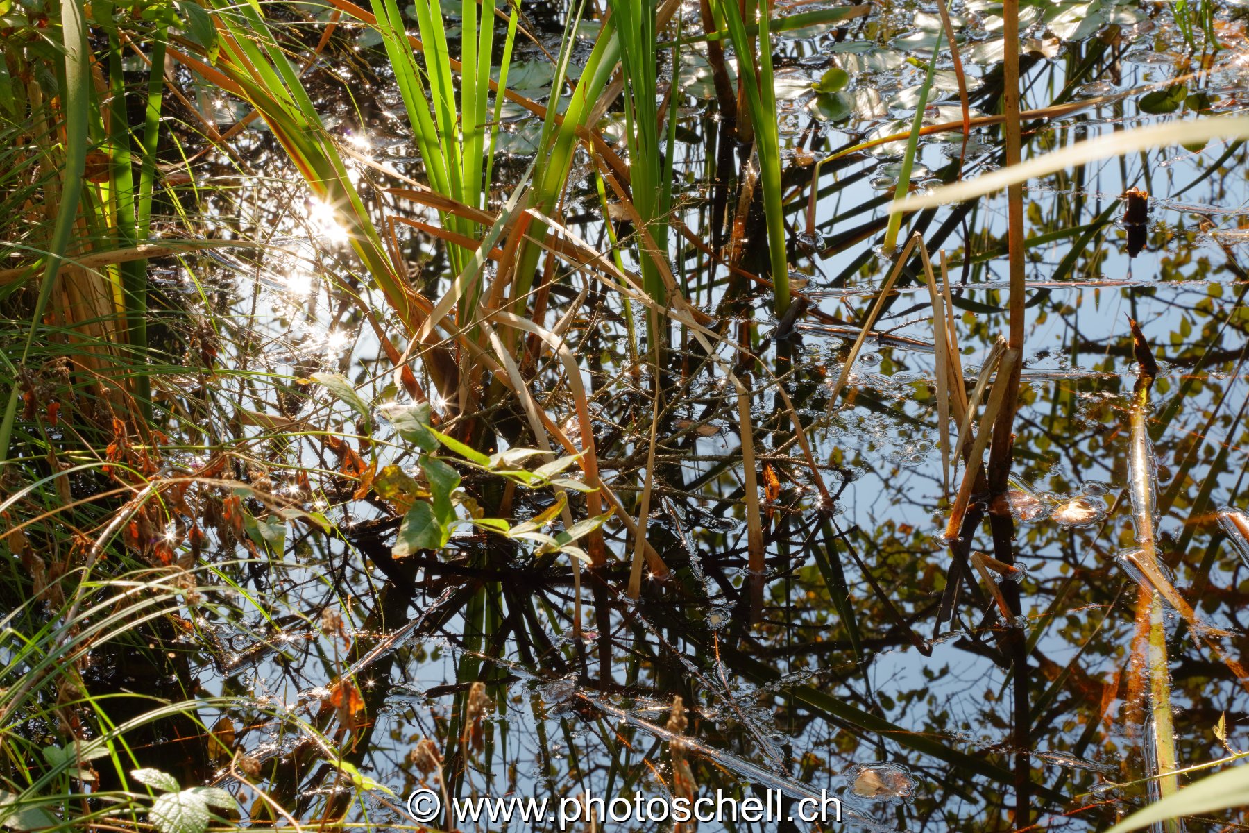 Herbes poussant sous l'eau