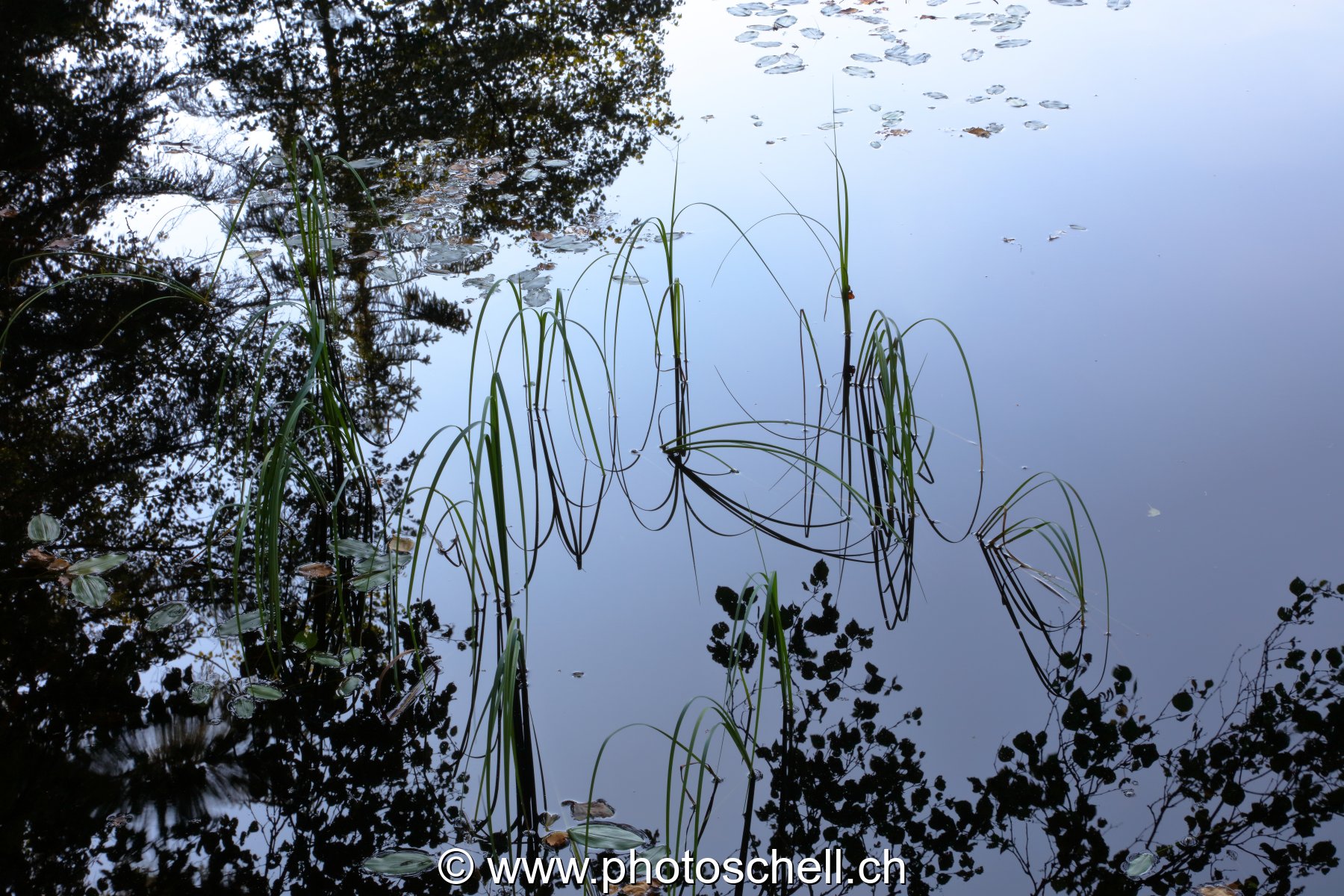 Reflets aux tourbières de Marsens
