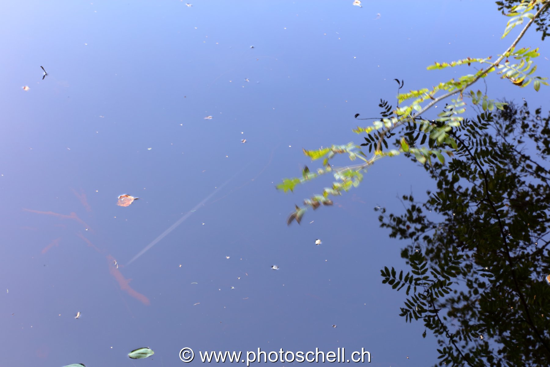 Reflets aux tourbières de Marsens