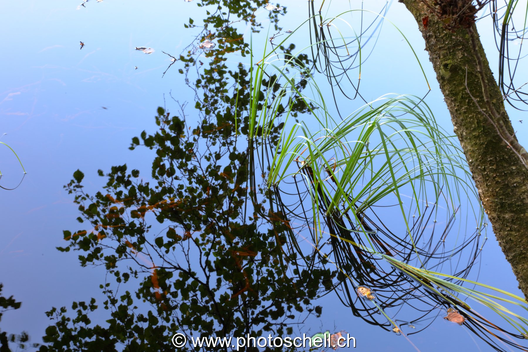 Reflets aux tourbières de Marsens