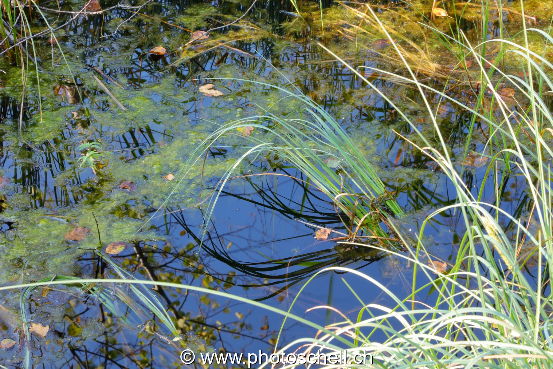 Reflets aux tourbières de Marsens