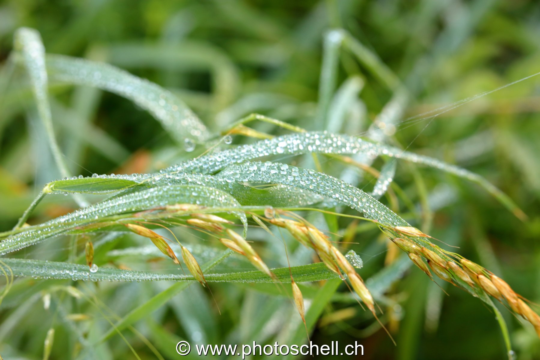 Gouttes de rosée sur les brins d'herbe