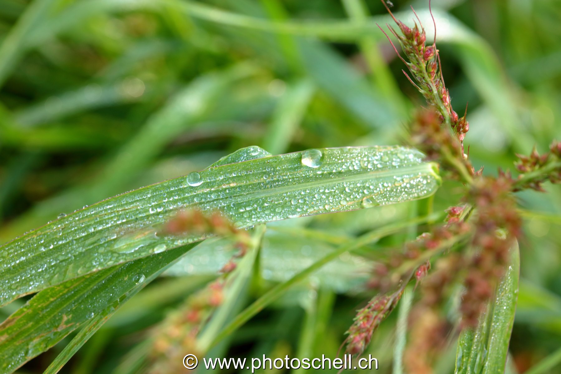Gouttes de rosée sur les brins d'herbe