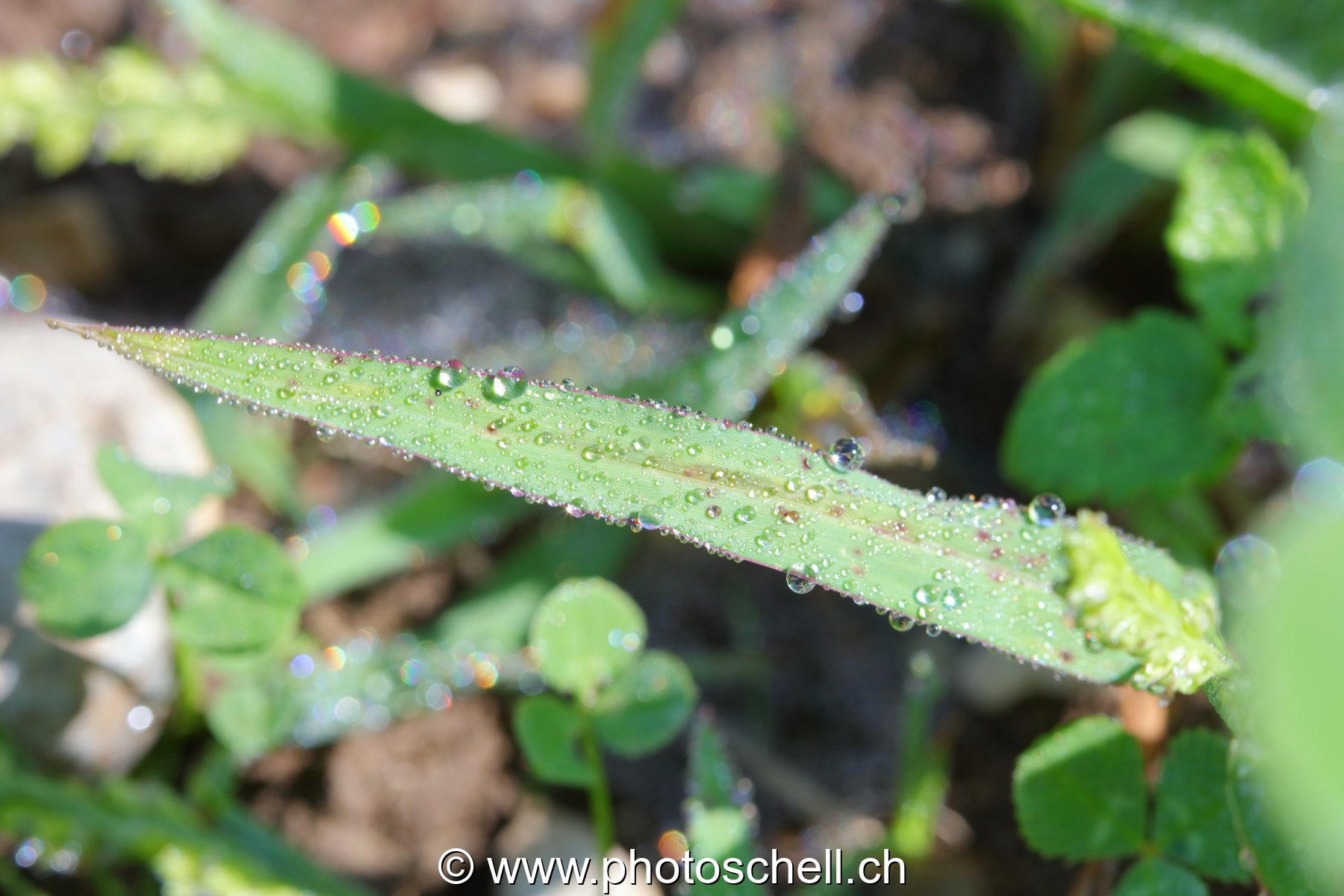Gouttes de rosée sur les brins d'herbe