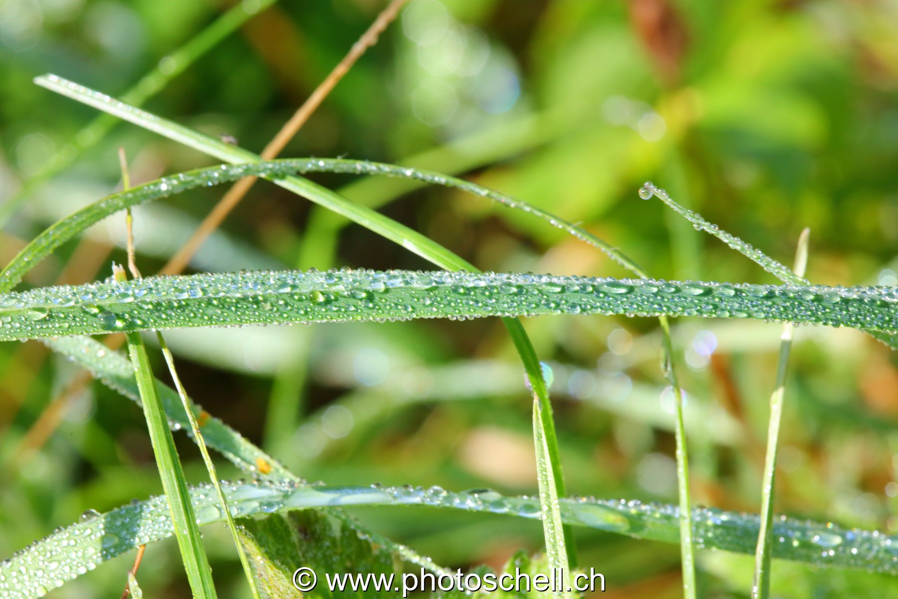 Gouttes de rosée sur les brins d'herbe