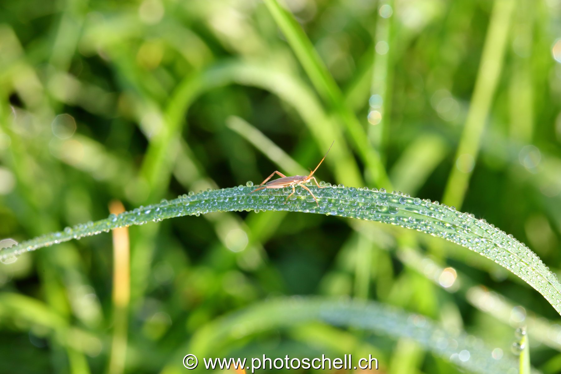 Gouttes de rosée sur les brins d'herbe