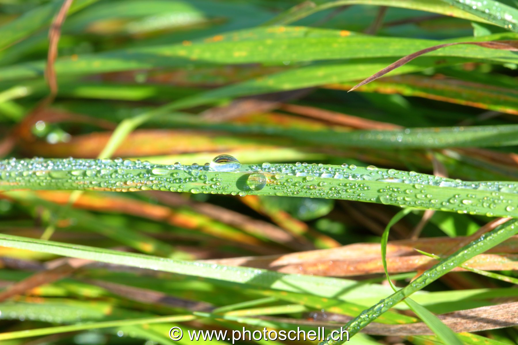 Gouttes de rosée sur les brins d'herbe