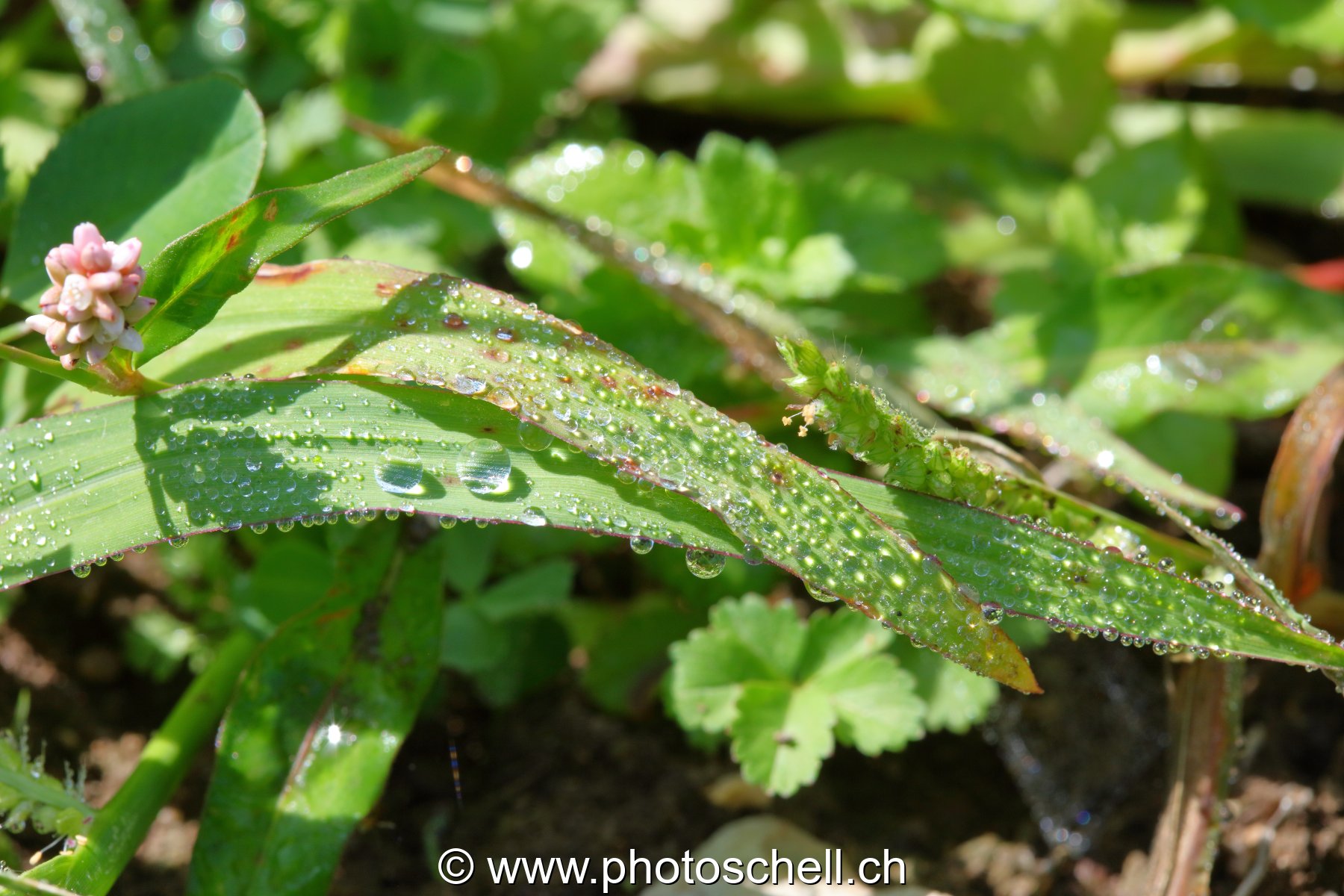 Gouttes de rosée sur les brins d'herbe