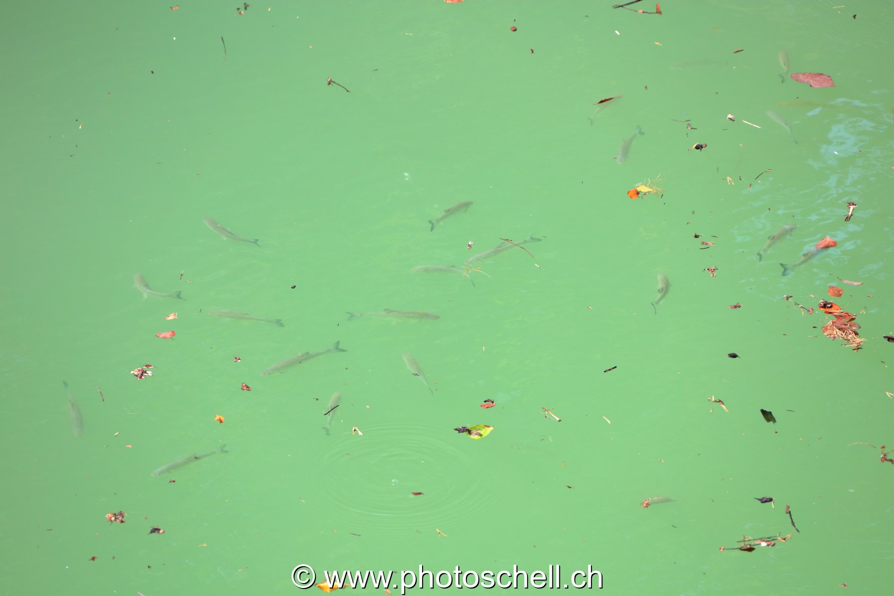 Friture dans le lac de la Gruyère