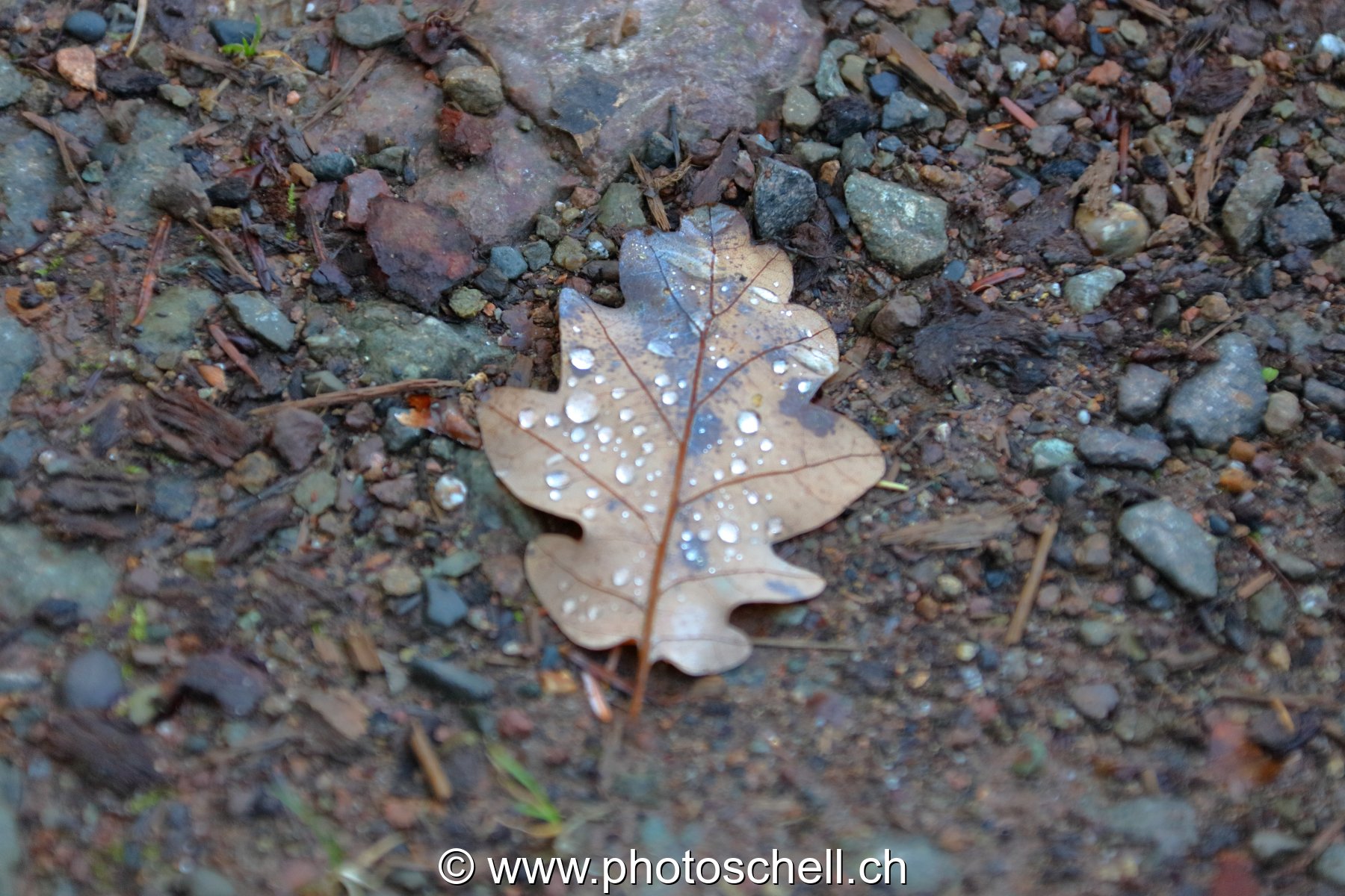 Feuille de chêne et ses gouttes d'eau