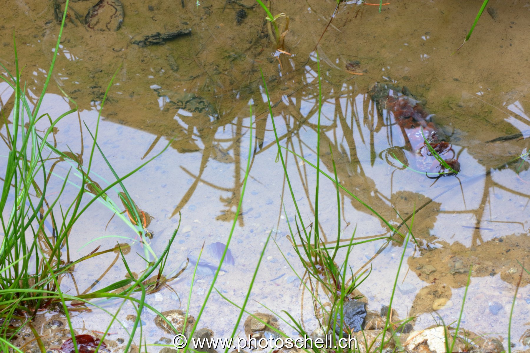 Reflets dans l'eau