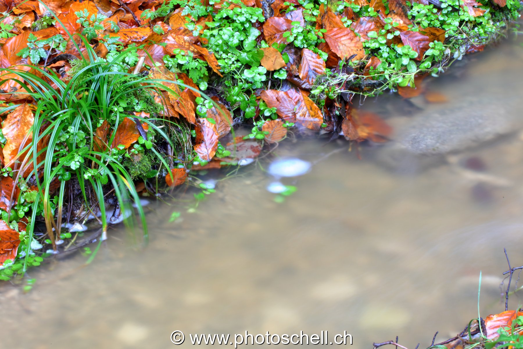 Ruisseau forestier