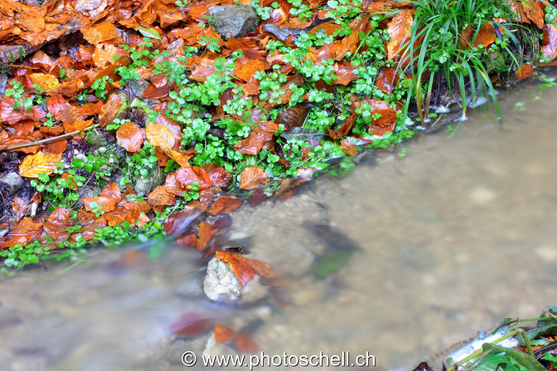Ruisseau forestier
