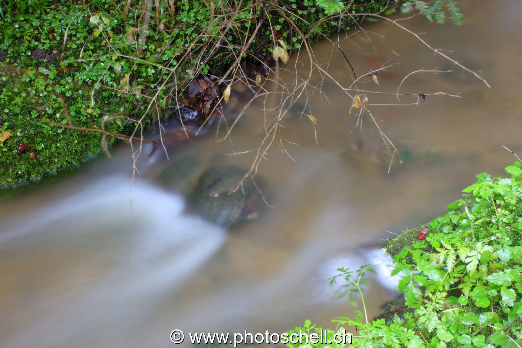 Ruisseau forestier