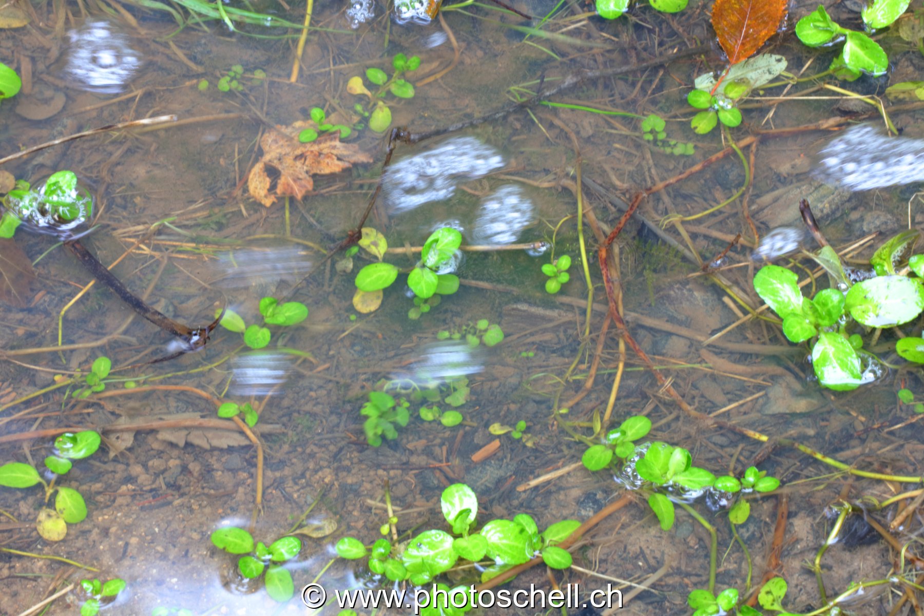 Bulles d'air sur l'eau