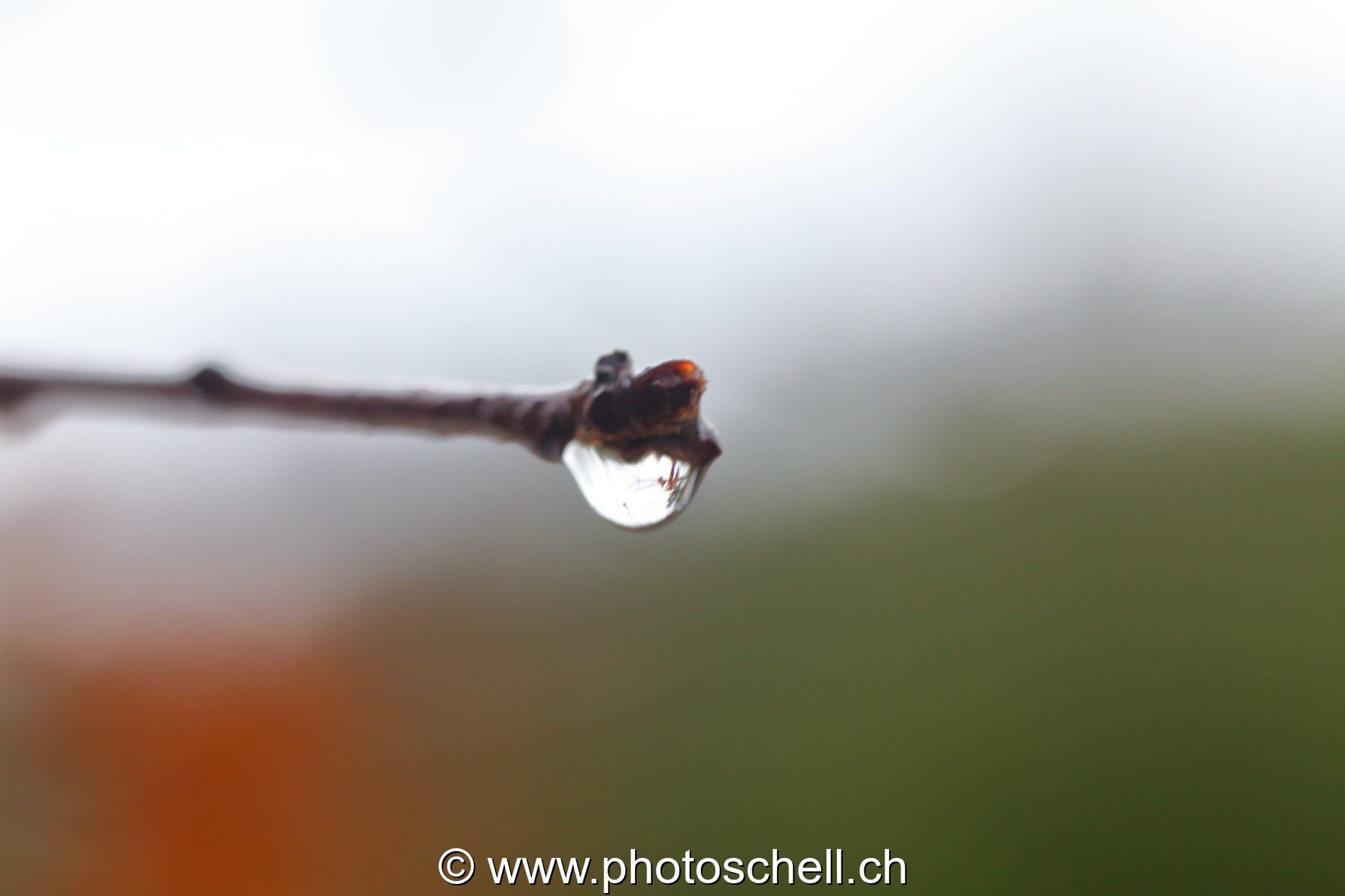 Goutte d'eau au bout d'une branche