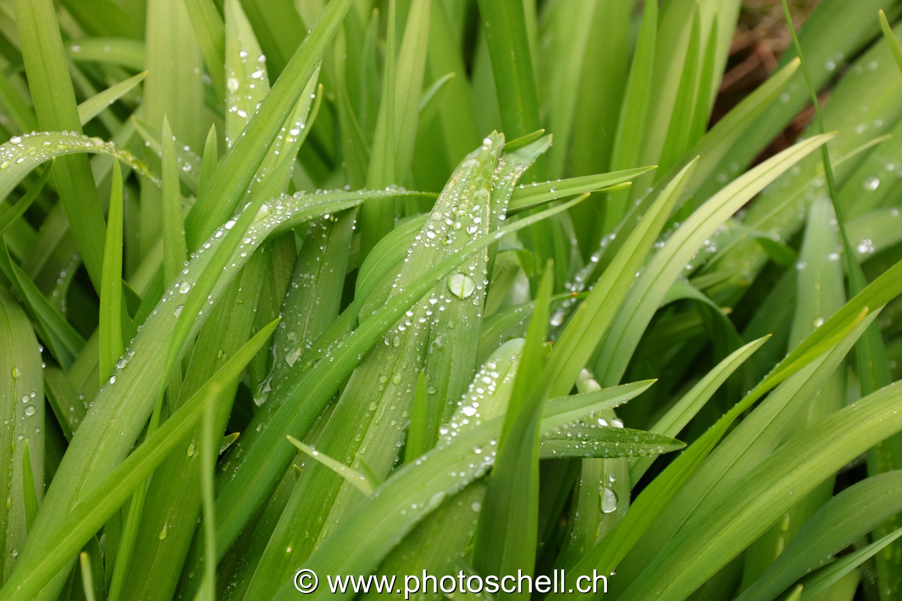 Brins d'herbe mouillés
