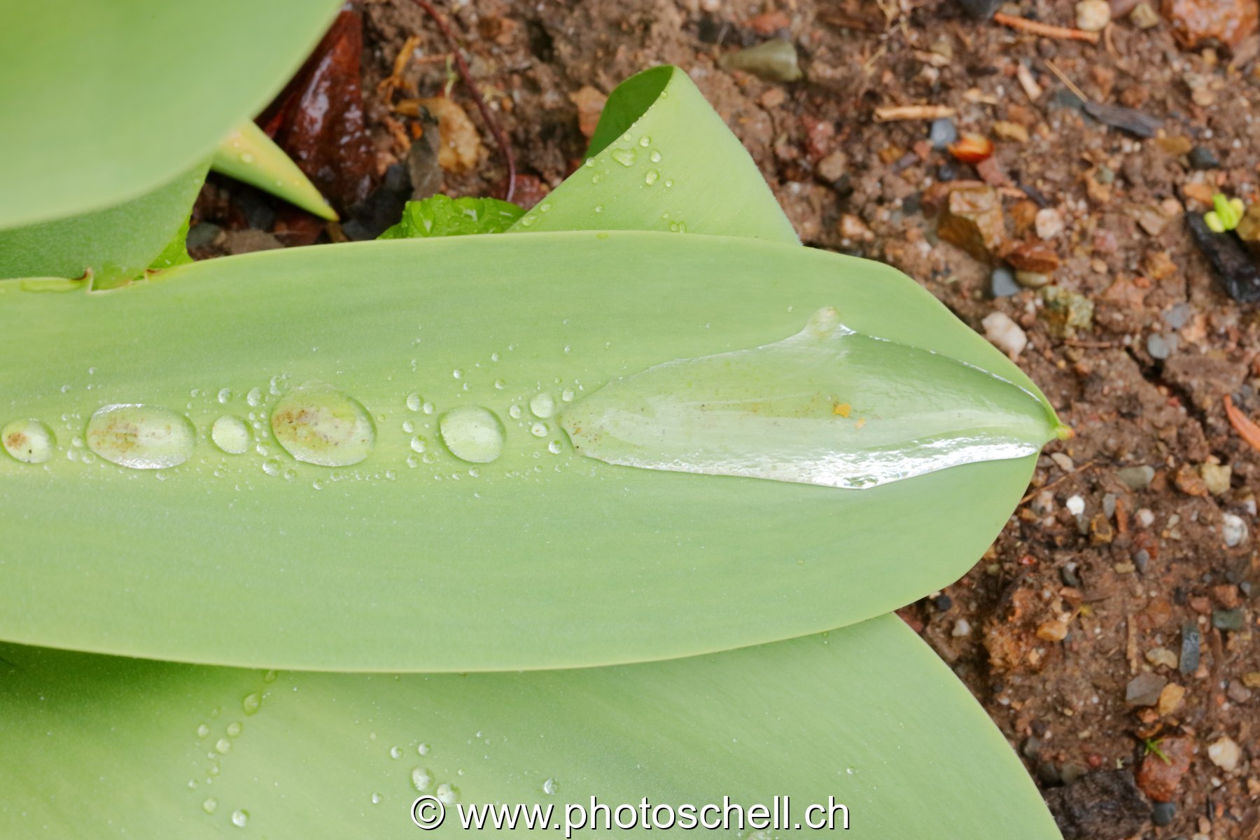 Eau sur feuille de tulipe