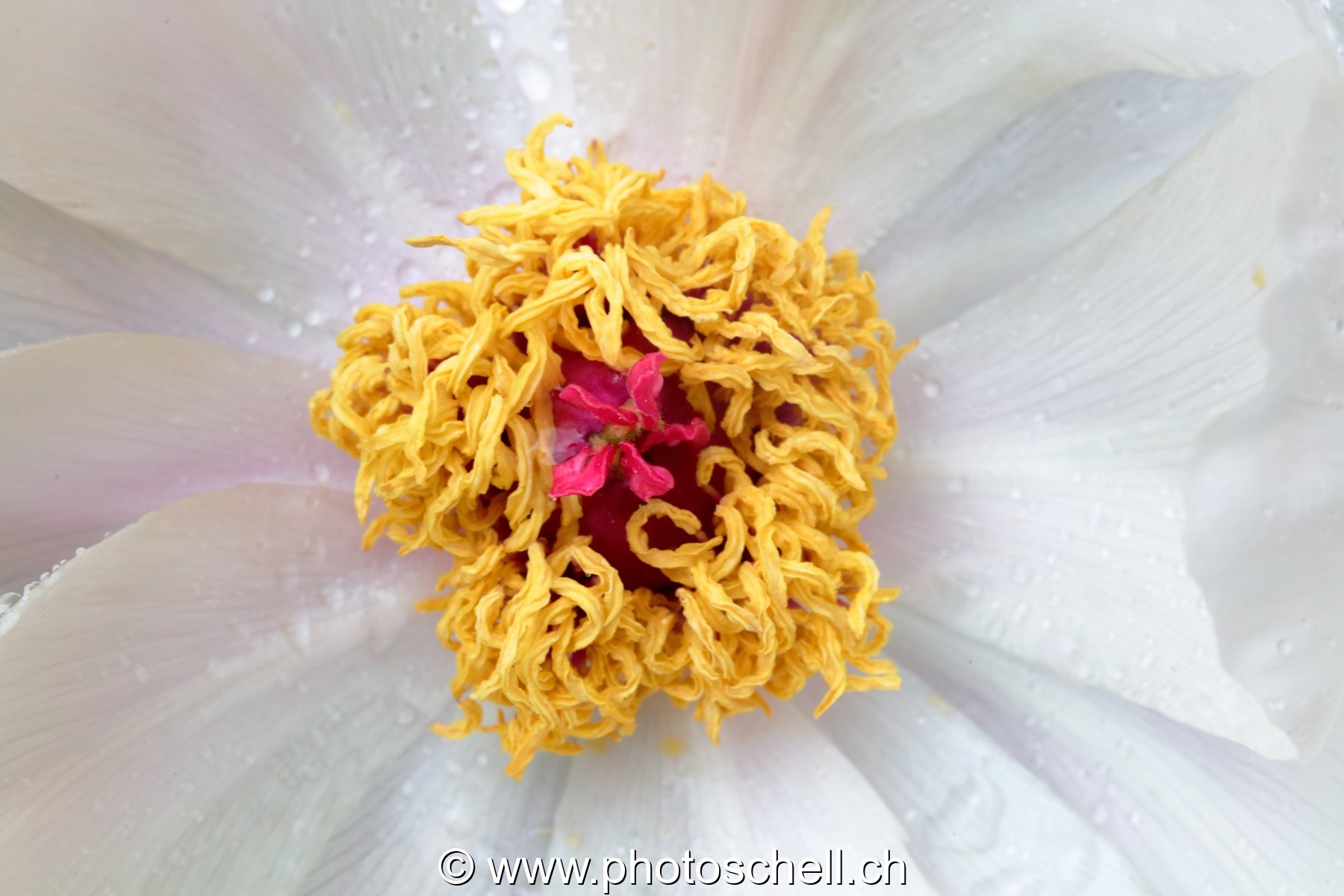 Fleur et ses gouttes d'eau
