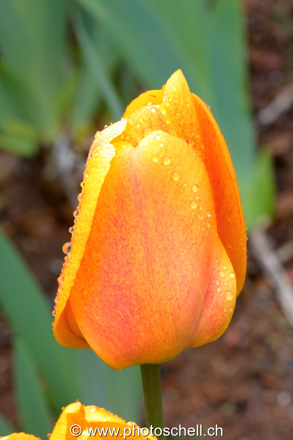 Tulipe fermée et se gouttes de rosée