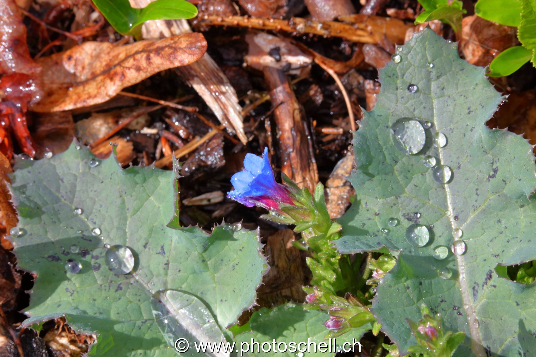 Gouttes d'eau sur des feuilles
