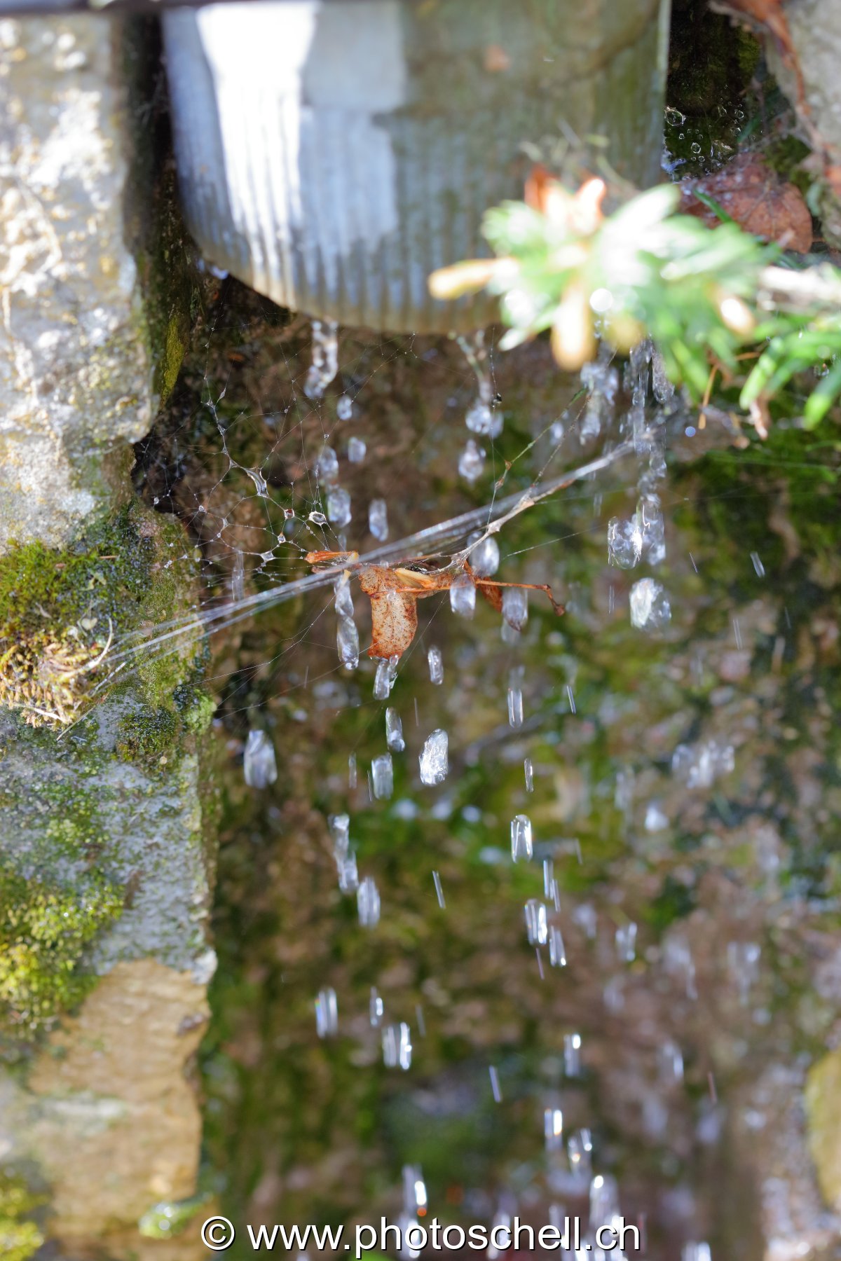 Gouttes d'eau ruisselant d'une gouttière