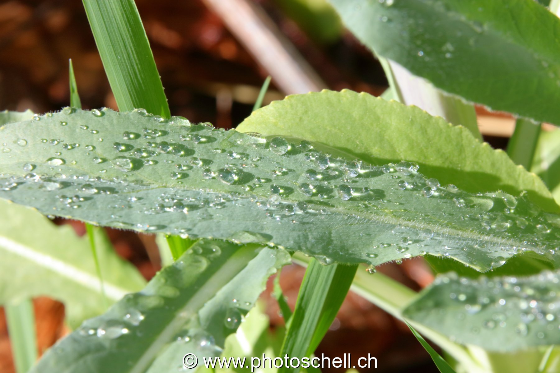 Gouttes d'eau sur des feuilles