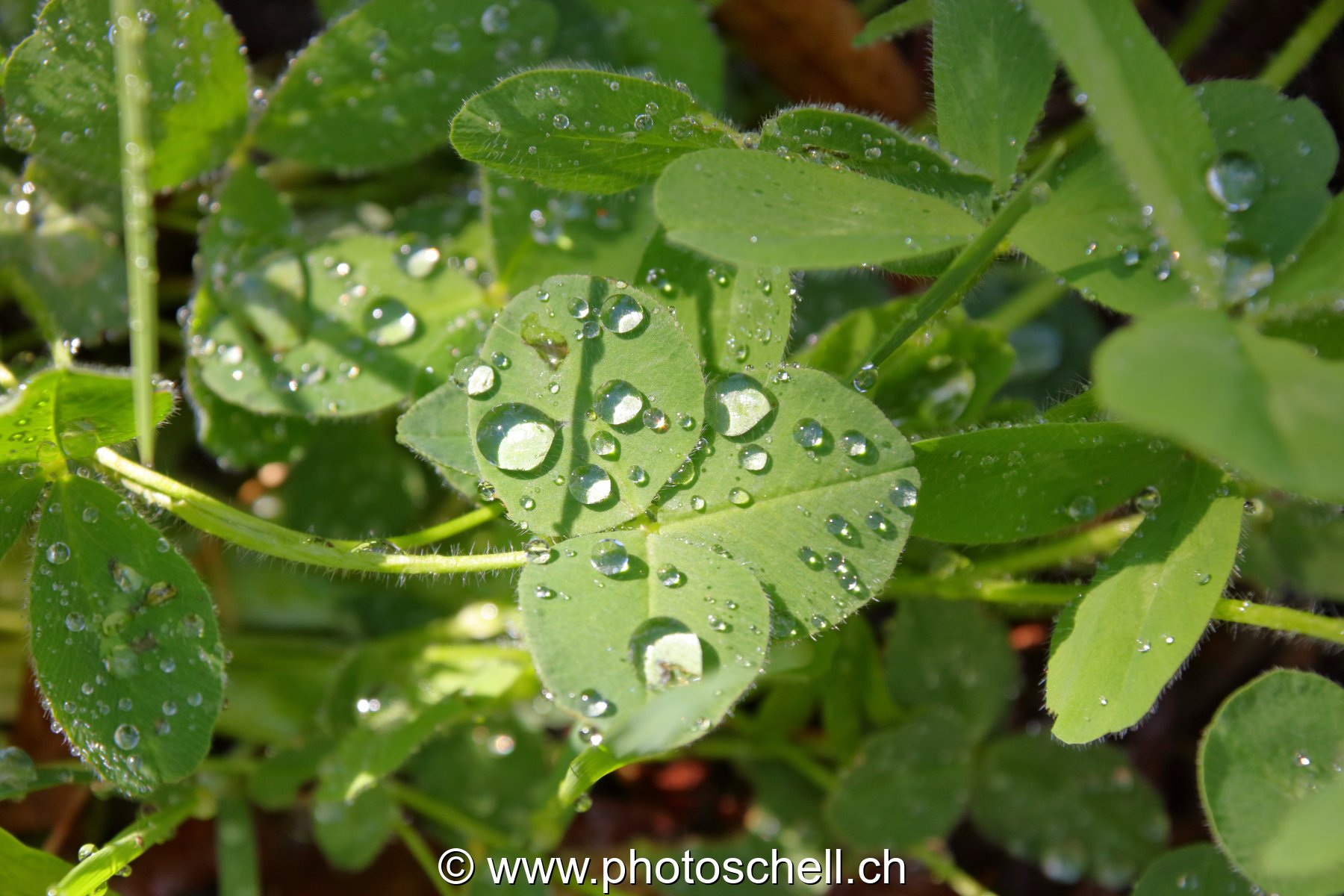 Gouttes d'eau sur des feuilles de trèfle
