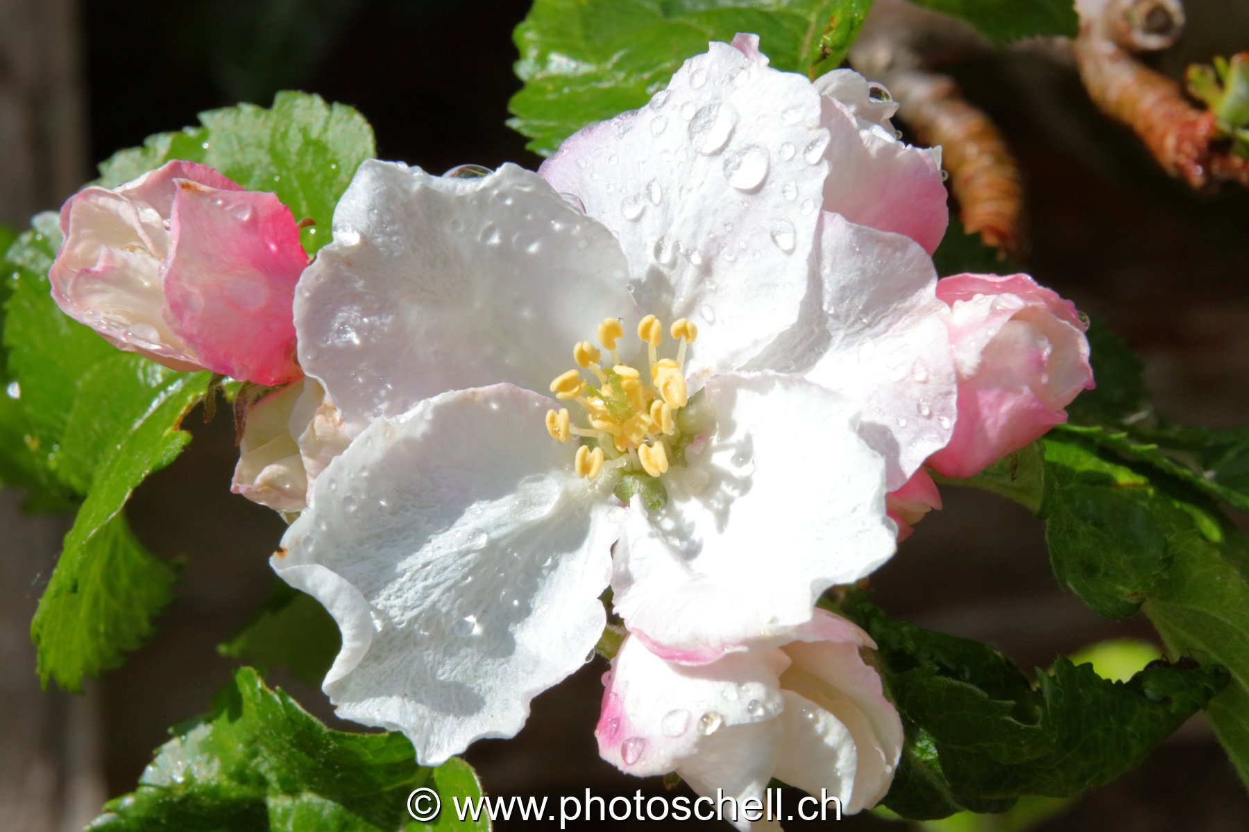 Fleurs mouillées