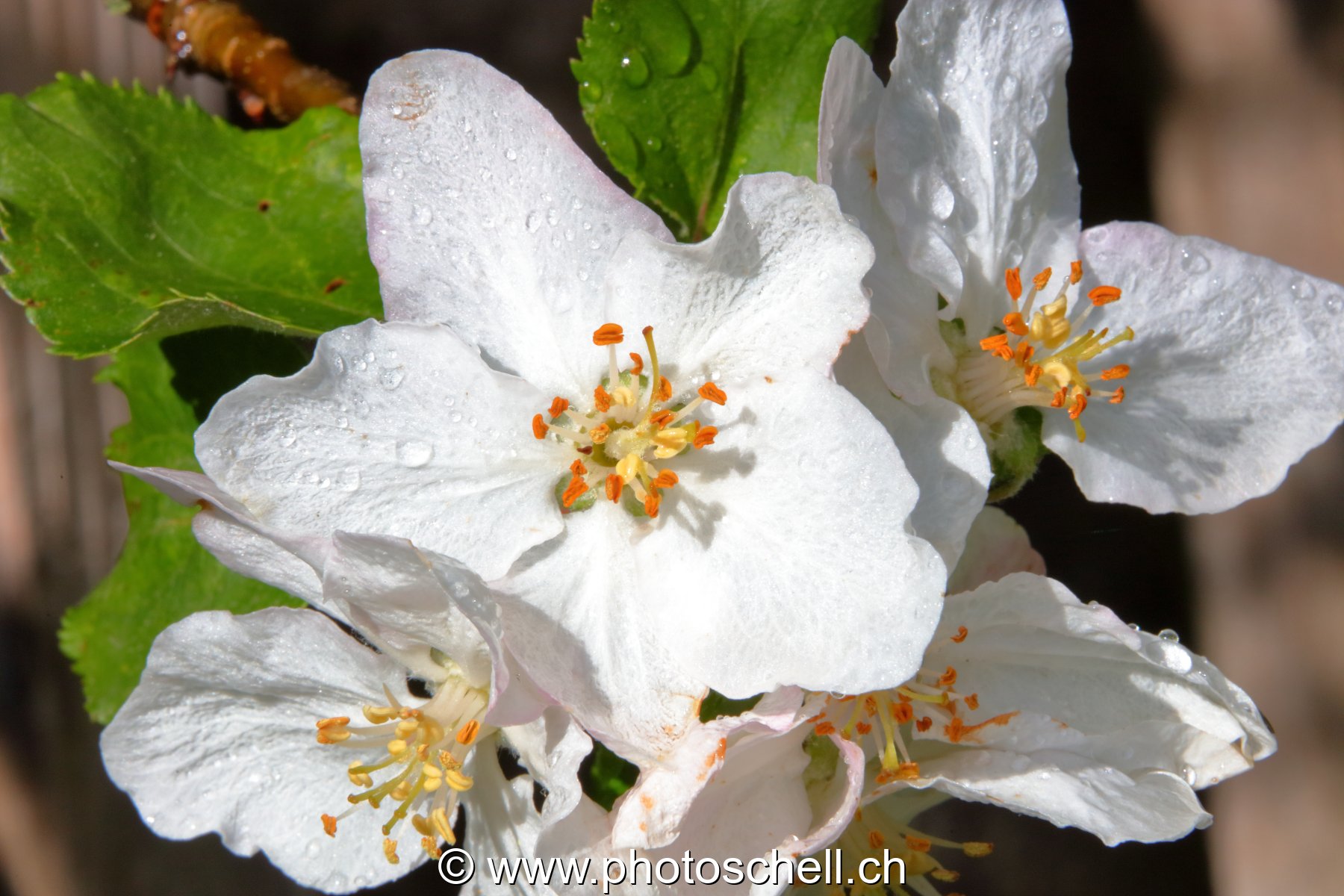 Fleurs mouillées