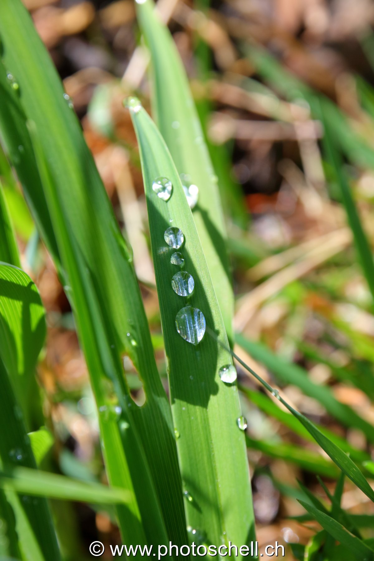 Gouttes d'eau sur des feuilles