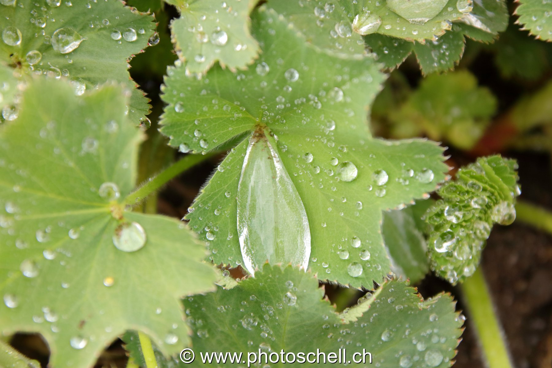 Gouttes d'eau sur des feuilles