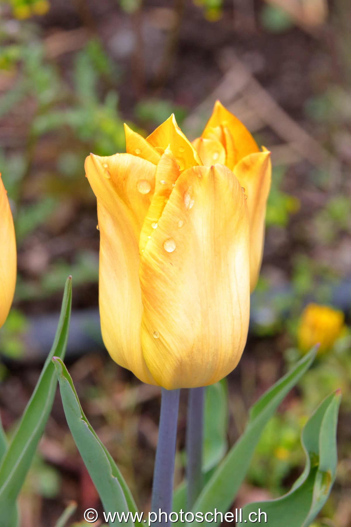 Tulipe mouillée
