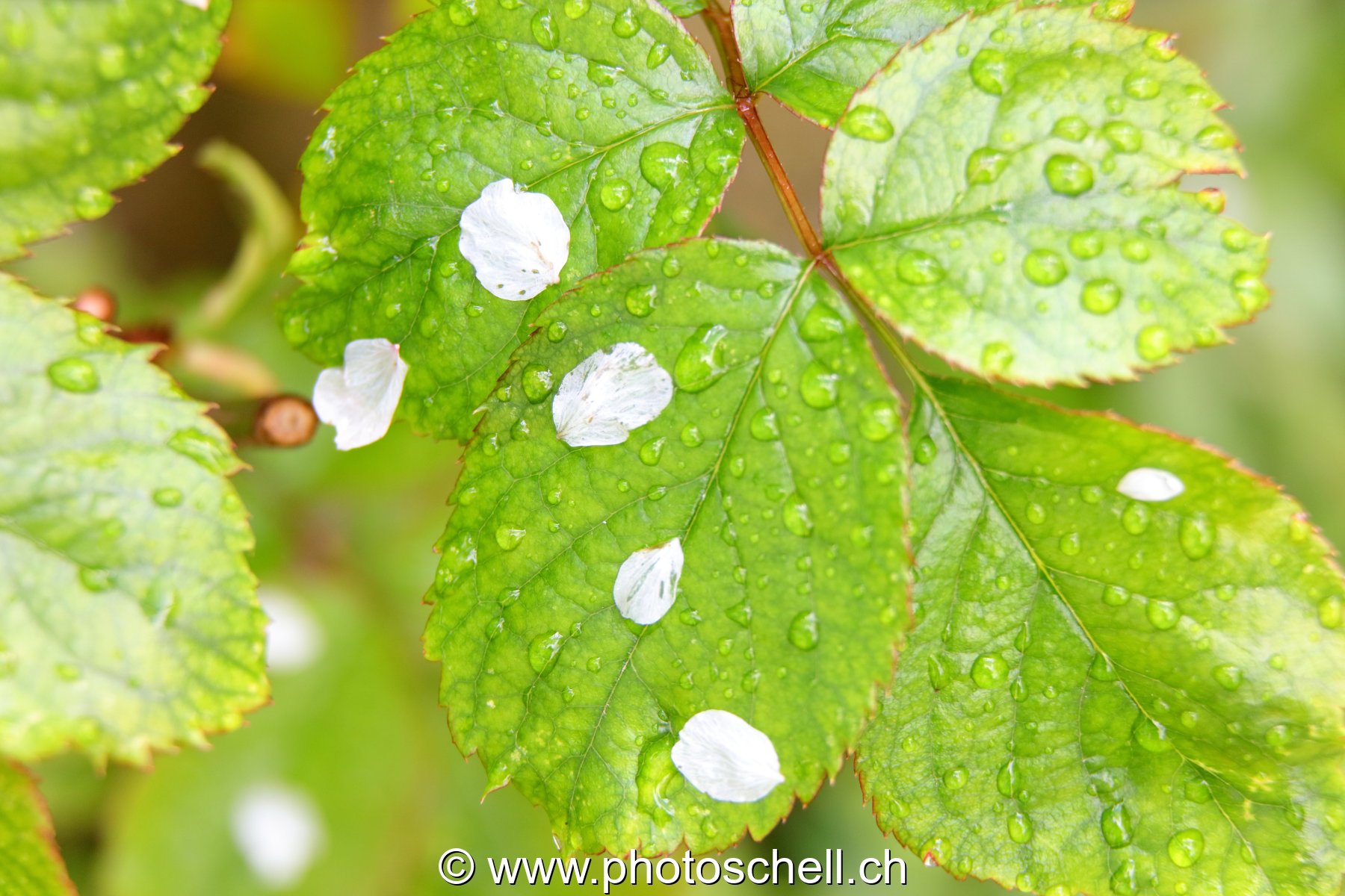 Pétales et eau sur des feuilles