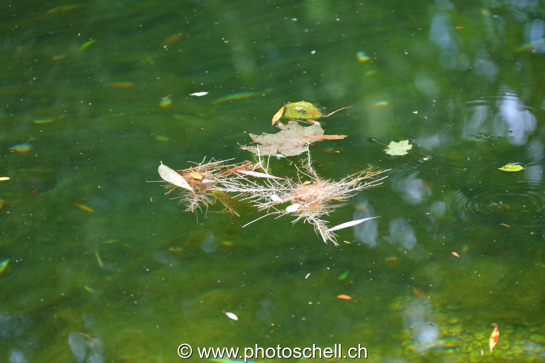Feuilles sur l'eau