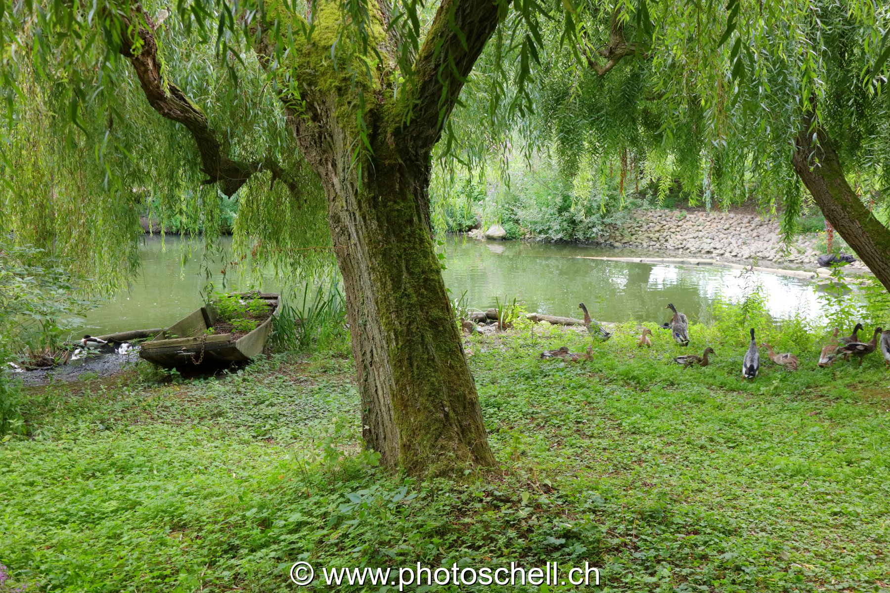 Plan d'eau et ses canards