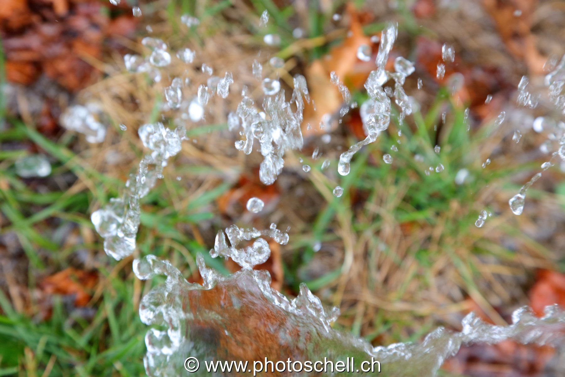 Giclées d'eau dans l'herbe