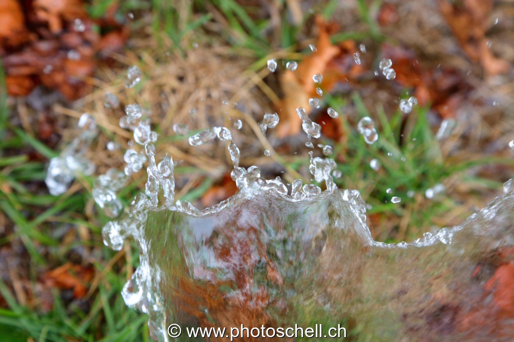 Giclées d'eau dans l'herbe