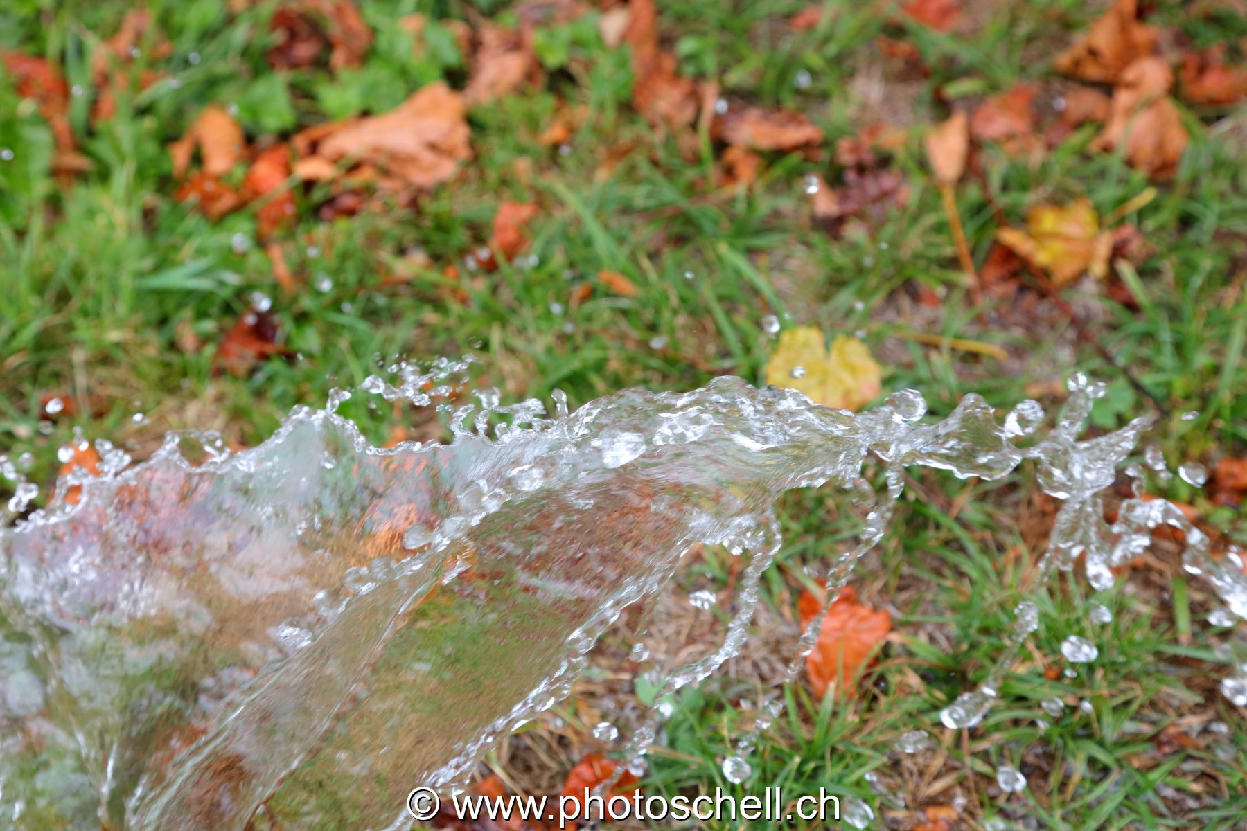 Giclées d'eau dans l'herbe