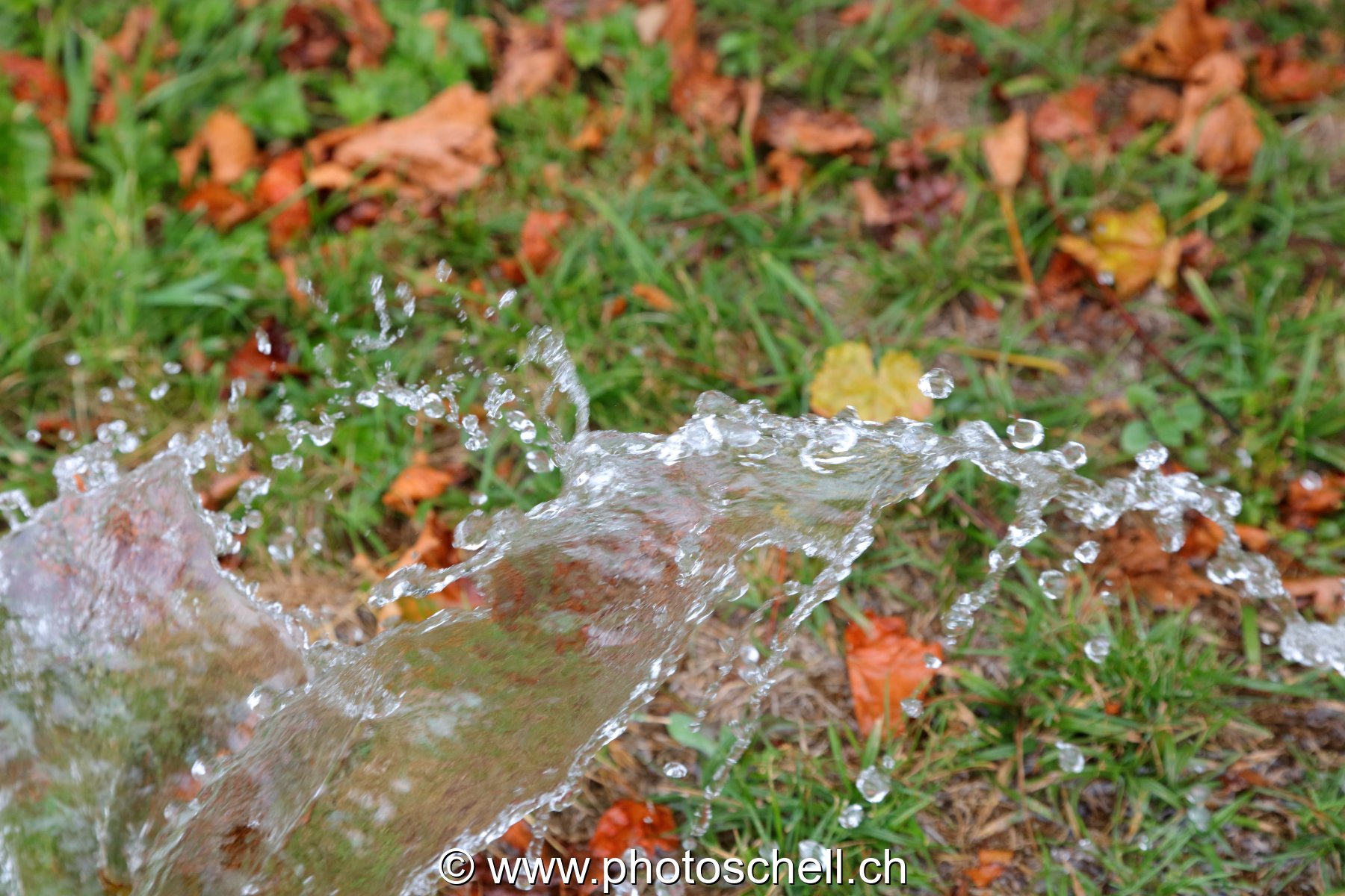 Giclées d'eau dans l'herbe